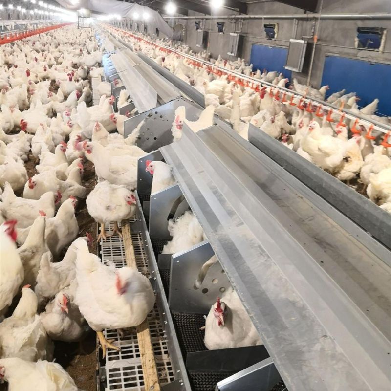 Automatic Laying Box for Broilers in Chicken Farm