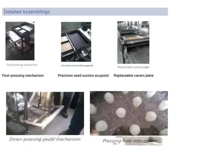 Semi-Automatic Press Hole Tray Eggplant Seeding Line