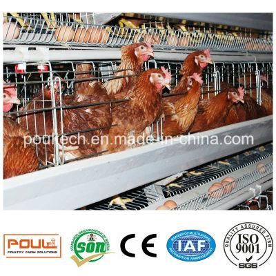 Chicken Cage Layer Poultry Farm