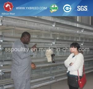 Chicken Breeding Cages for Laying Hens