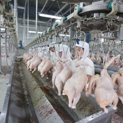 1000bph Birds Slaughtering and Processing Line Manufacture