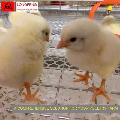on-Site Installation Instruction Automatic Farming Equipment Poultry Farm Layer Cages Chicken Cage