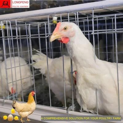 Customized Longfeng New China Poultry Equipment a Type Farm Layer Cages Egg Chicken Cage