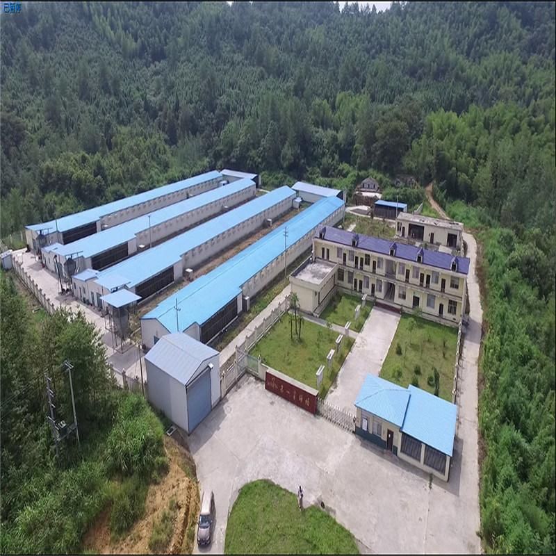 Professionally Designed High Yield Steel Structure Chicken House