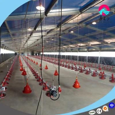 Cheap Popular Full Automatic Ground Raising Broiler Chicken Equipment