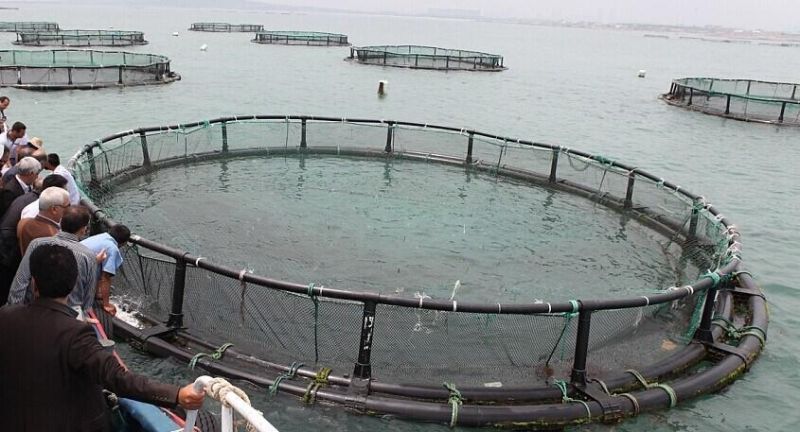 Bream/Grouper Breeding Cages Floating Aquaculture Cage