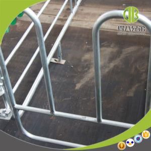 Highly Recommended Poultry Equipment Gestation Stall for Sale