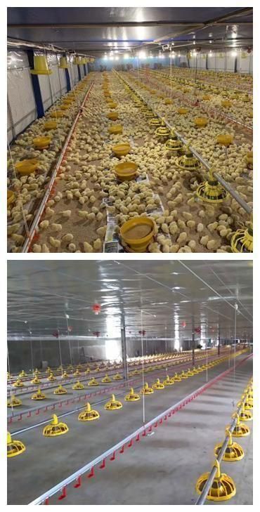 Complete Automatic Poultry Equipment for Chicken Broiler/Breeder Farm
