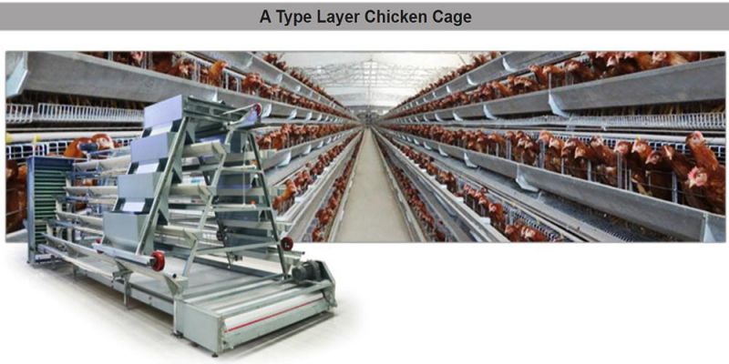 Super Quality 4tier 160birds Layer Chicken Battery Poultry Cage for Sale