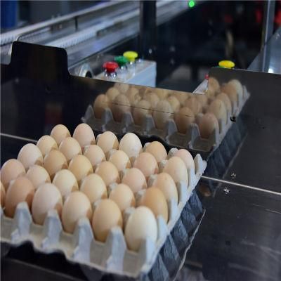Automatic Chicken Egg Grading &amp; Packing Machine for Poultry Farm