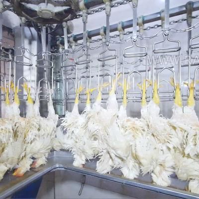 Small Production 1000bph Slaughterhouse of Poultry Production