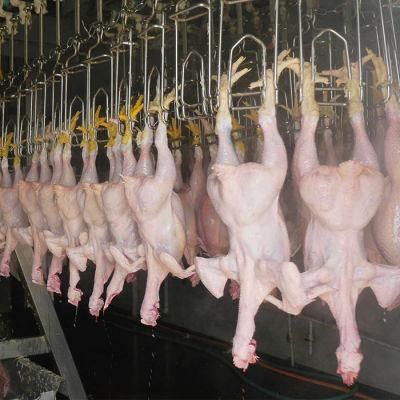 1000bph Chicken Slaughter Line Automatic Chicken Slaughter Machines Line