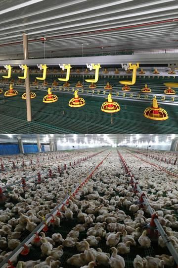 Modern Chicken Coop and Broiler Breeding Equipment/Automatic Drinking Water for Chickens