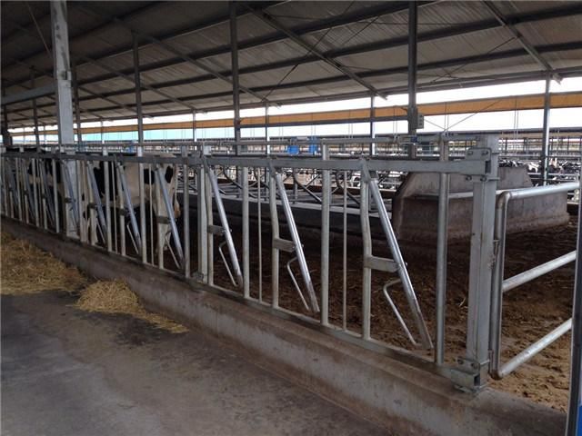 Cattle Fence Panel Cow Self-Locking Used Cow Headlocks for Sale