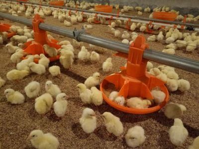 Floor Raising Poultry Farm Equipment with Pan Feeding System