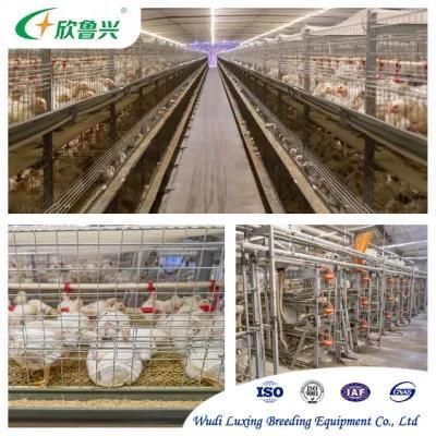 Hot Sale of H Type Broiler Chicken Cage Automatic Broiler Feeding Equipment for Broiler Chicken Cage