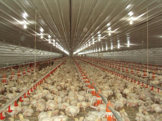 Pan Feeding System Pan Feeder for Broiler Farm Cage System