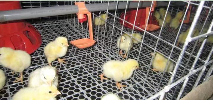 Modern Design H Type Poultry Farms Equipment Automatic Battery Layer Chicken Cages