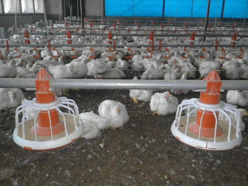 Broiler Automatic Chicken Feeder Poultry Equipment Chicken Farm House Chicken Farming Shed