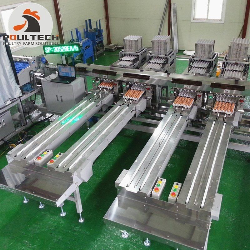 Automatic Chicken Egg Grading & Packing Machine for Poultry Farm