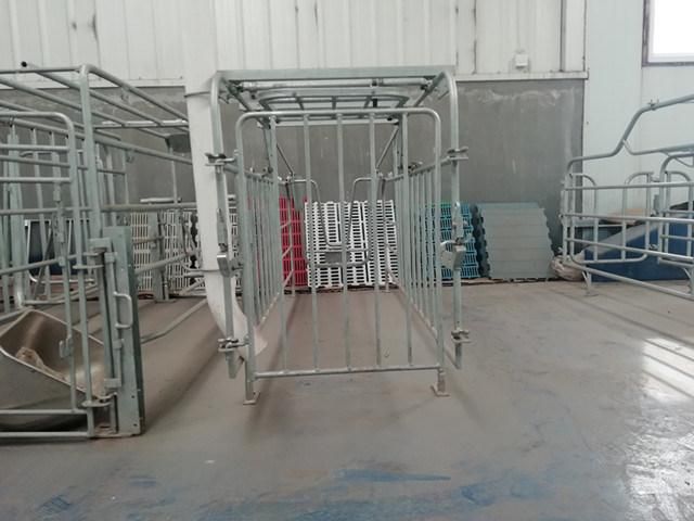 High Quality Gestation Pig Crates Used Steel Pig Pen for Pig Farming