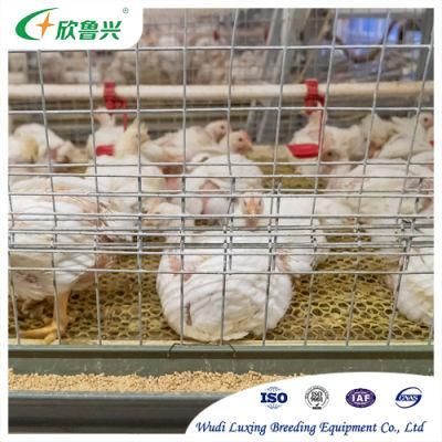 Automatic 4 Tier H Type Poultry Small Broiler Chicken Battery Broiler Cages