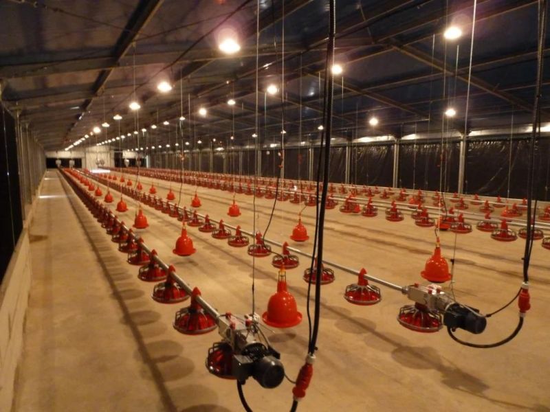 Cheap Popular Full Automatic Ground Raising Broiler Chicken Equipment