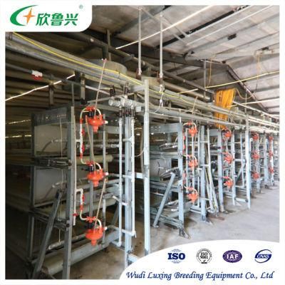High Quality Poultry Farm H Type Cages Battery Rooster Cage for Battery Farming