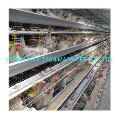 Type a Automatic Poultry Breeding Equipment Layer Cage