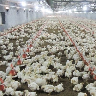 Turnkey Project for Ground Type Poultry Farm Chicken Shed Design