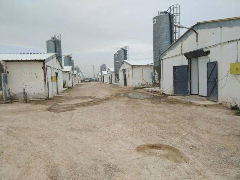 Precast Light Steel Structure Layer House for Chicken Farm