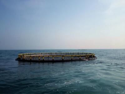 HDPE Floating Deep Sea Offshore Cages Fish Farm for Pond Lake and Ocean to Breed Tilapia