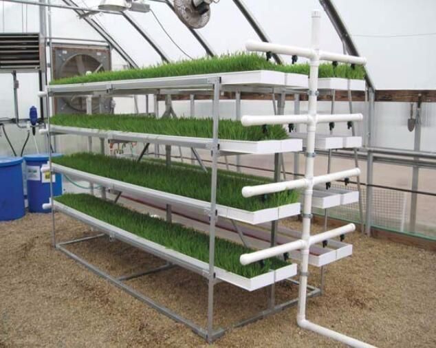 Commercial Greenhouse Vertical Hydroponic Growing Barley System Grass Fodder Tray