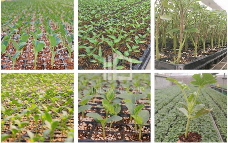 Seed Vegetables and Flowers on a Seedling Plate Vegetables and Flowers Seeder Vegetables and Flowers Planter