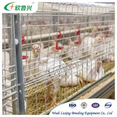 H Type Chicken Cage Broiler Raising Cages for Keeping Chicken Layers