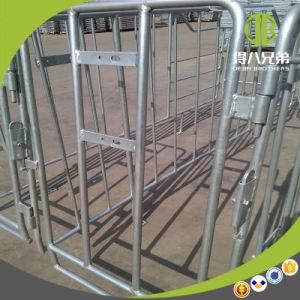 Gestation Stall Using with Farrowing Crate in Modern Pig Farm