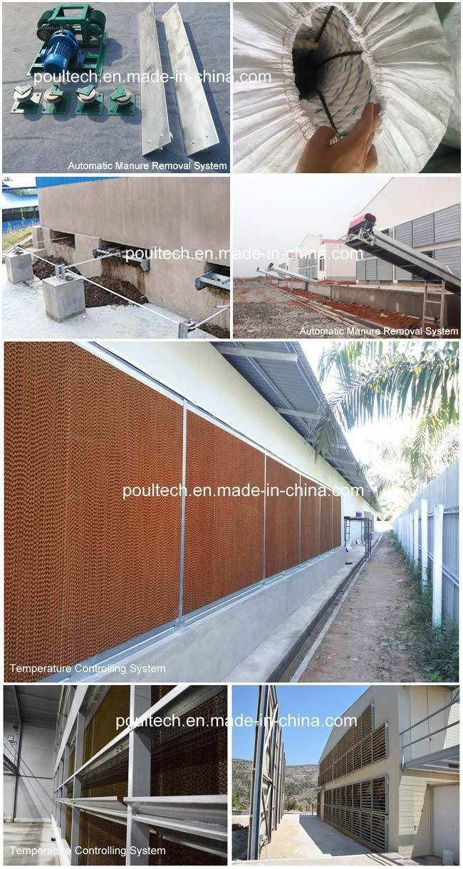 Automatic Chicken Cage for Egg Laying Chicken