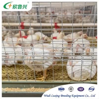 Broiler Cage H Type Automatic Manure Removal Systems for Broiler Rearing Africa Poultry Farm