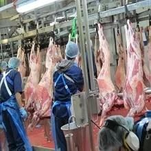 Islamic Sheep Slaughtering Equipment for Goat Butcher Abattoir
