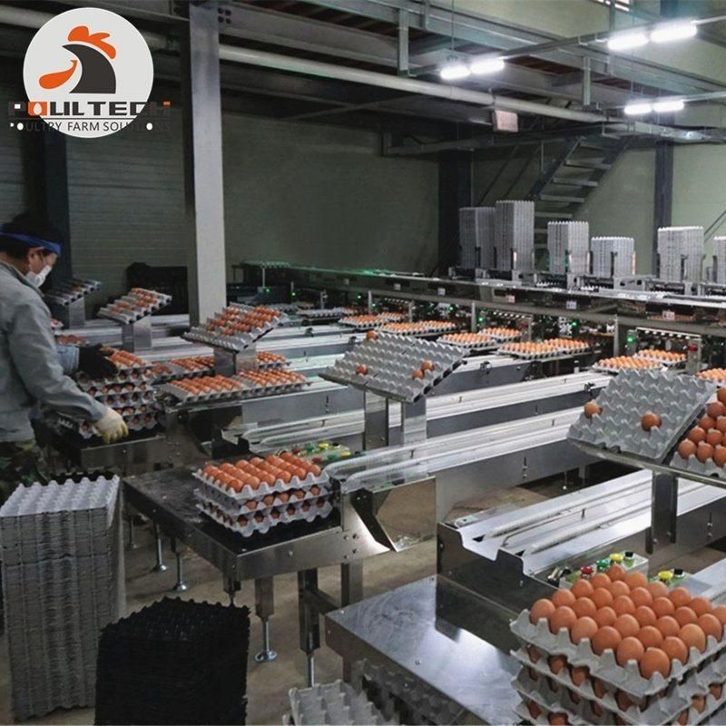 Automatic Chicken Egg Grading & Packing Machine for Poultry Farm