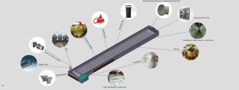 Automatic Chicken Feeding System Poultry Feeding Equipment Cages for Chicken Quail Coops