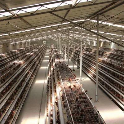 Good Price Automatic Poultry Farm Equipment Layer Chicken Battery Cage