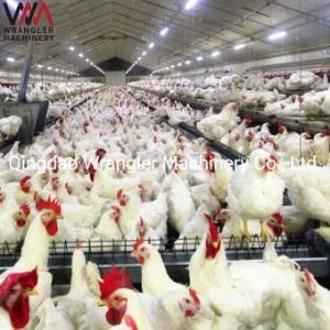 Poultry Chain Feeding System of Automatic Layer Feeding Equipment