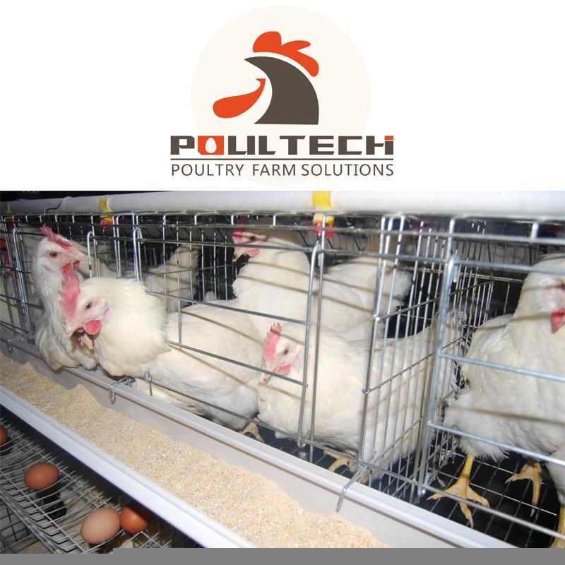 Good Quality Poultry Farm Equipment Layer Chicken Cage