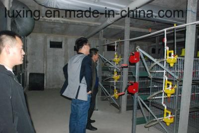 Chicken Cage System for Poultry Farm