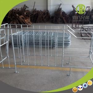 Hot Selling Pig Farm Equipment Type B Gestation Stalls