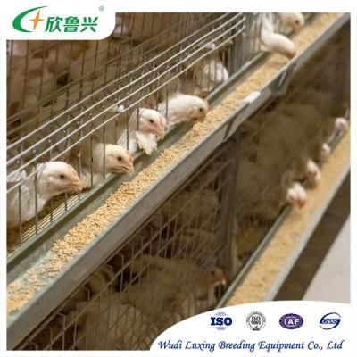 Automatic H Type Poultry Equipment Broiler Battery Farming Cage System for Chiken Shed