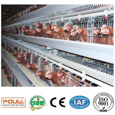 Poultry Cage Equipment for Layer Chicken House