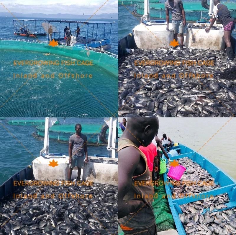 HDPE Tilapia Farming Grow out Fish Net Cage