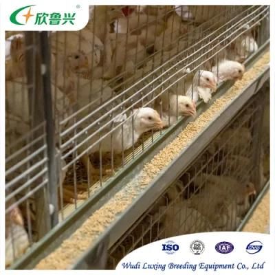 SGS Poultry Farm Equipment H Frame Chicken Layer Cages for Chicken Broilers and Baby Chicks